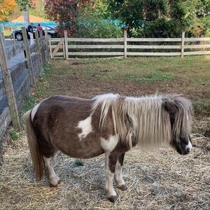 Meet your Posher, Gretchen